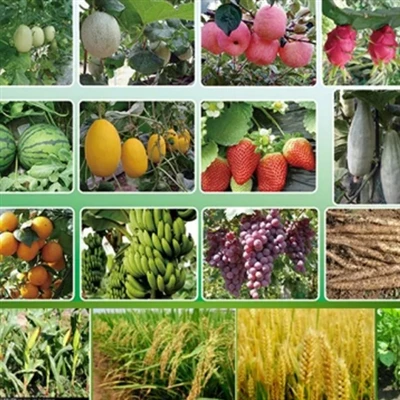 5 cơ quan quản lý tăng trưởng thực vật hàng đầu là gì?
